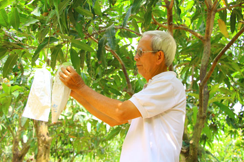 Gỡ thế khó cho xoài xuất khẩu