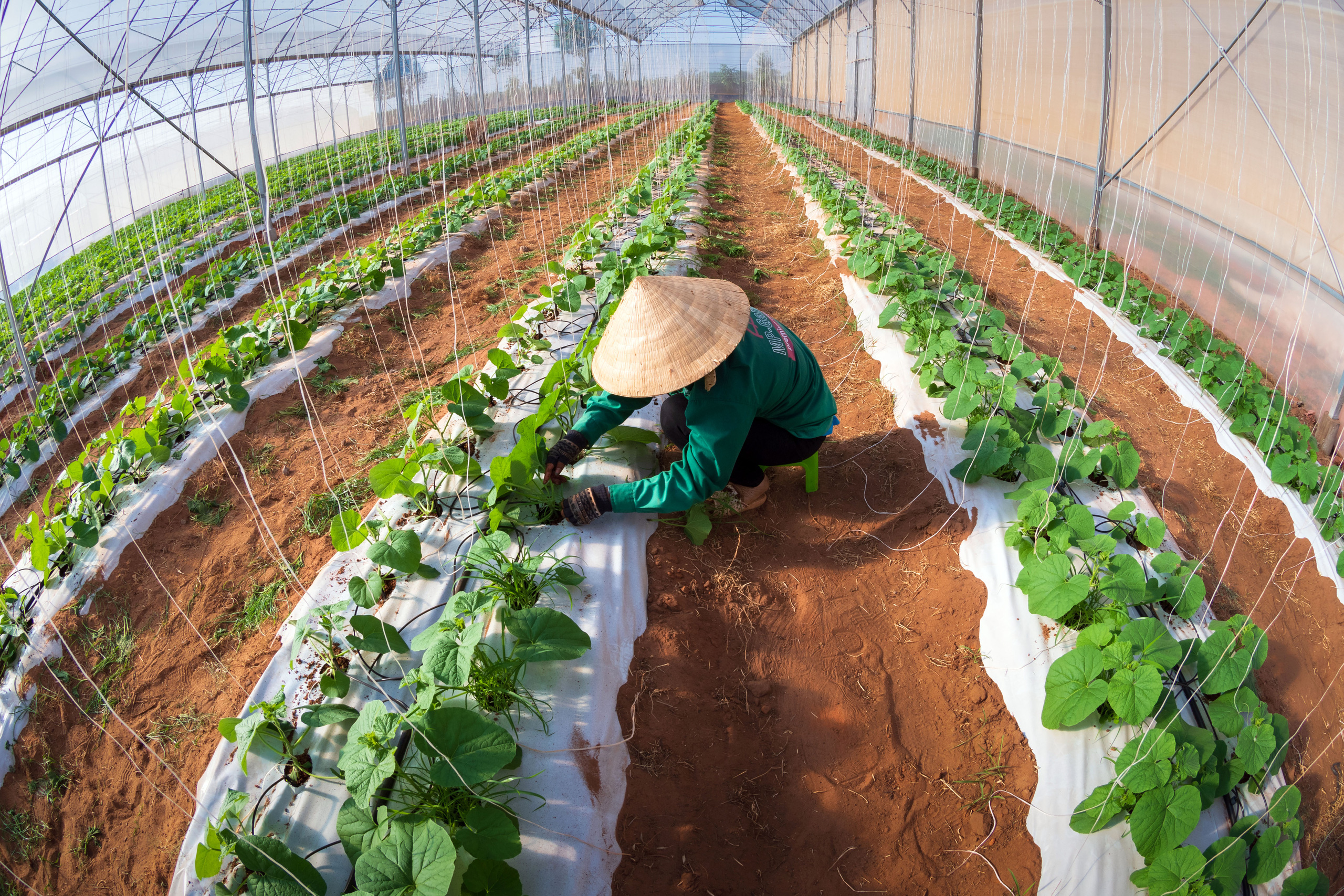 Cuộc thi ảnh“Nét đẹp lao động” lần 3 năm 2020-2021: Ươm mầm cho màu xanh hy vọng