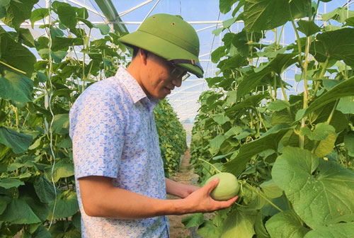 L&agrave;m gi&agrave;u từ v&ugrave;ng c&aacute;t trắng Quảng B&igrave;nh - Ảnh 2.
