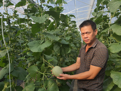 Làm giàu từ vùng cát trắng Quảng Bình