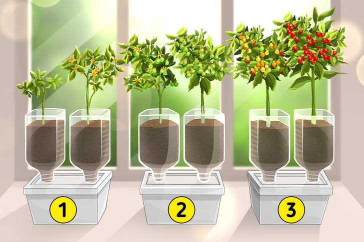 Cách tạo khu vườn bên cửa sổ - Ảnh 2.