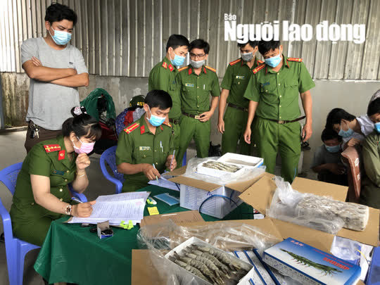 CLIP: Bắt tại trận hơn 12.500kg tôm bị gian thương bơm tạp chất