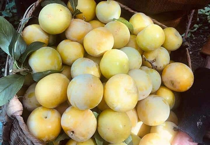 Mận tại vườn Sơn La rớt giá