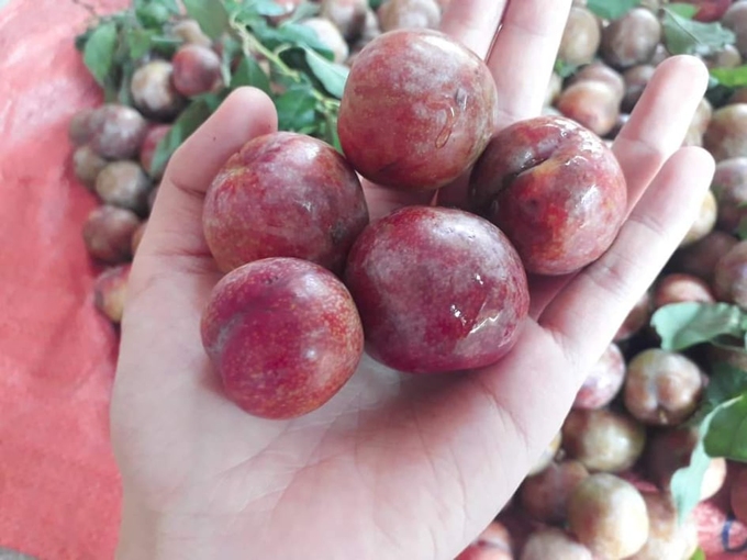 Mận tại vườn Sơn La rớt giá - Ảnh 2.