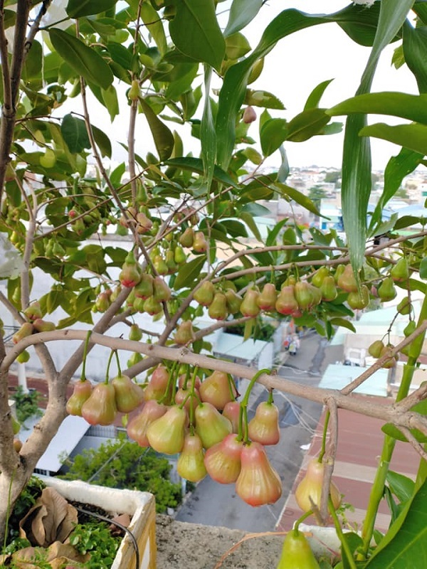 Vườn s&acirc;n thượng h&agrave;ng trăm c&acirc;y ăn quả - Ảnh 3.