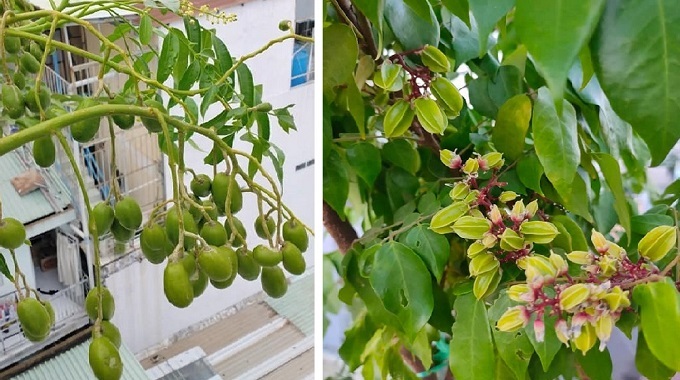 Vườn s&acirc;n thượng h&agrave;ng trăm c&acirc;y ăn quả - Ảnh 5.
