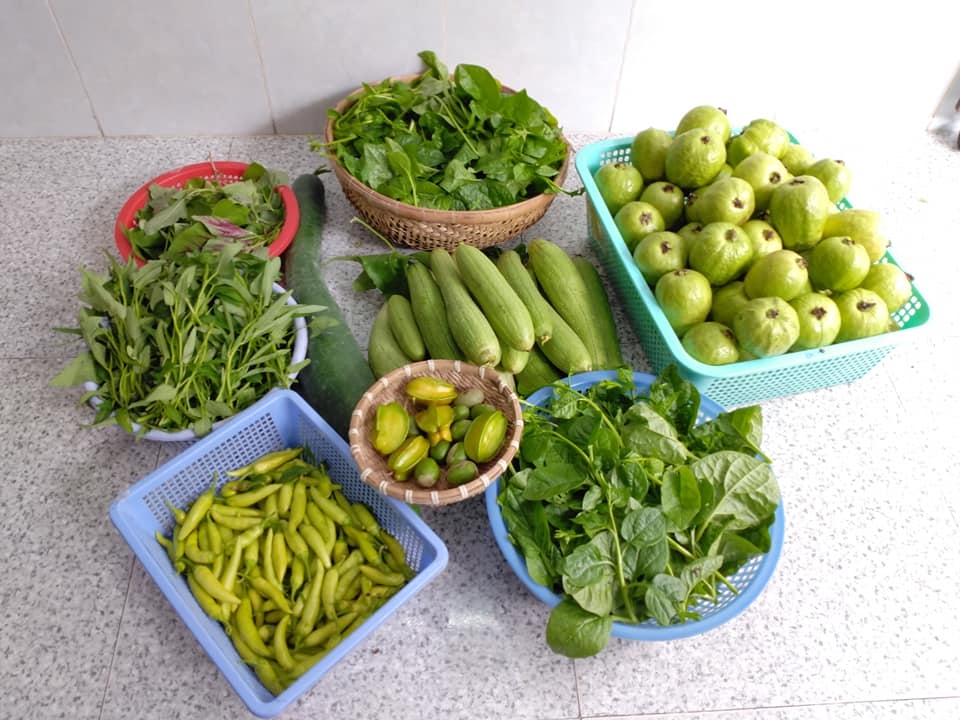 Vườn s&acirc;n thượng h&agrave;ng trăm c&acirc;y ăn quả - Ảnh 9.