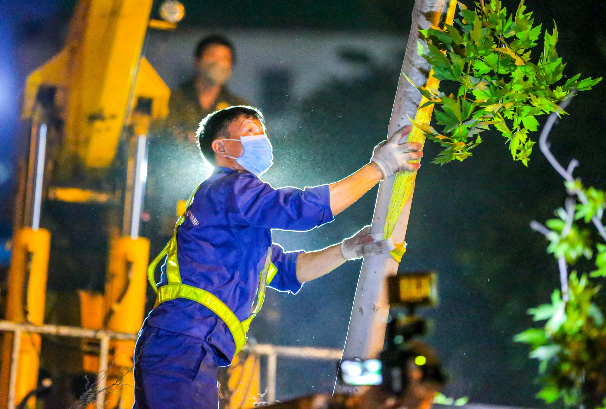 CLIP: Hà Nội di dời hàng cây phong lá đỏ trong đêm