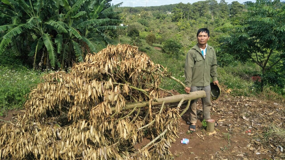 Chết lặng bên rẫy sầu riêng bị kẻ gian phá hoại tàn độc