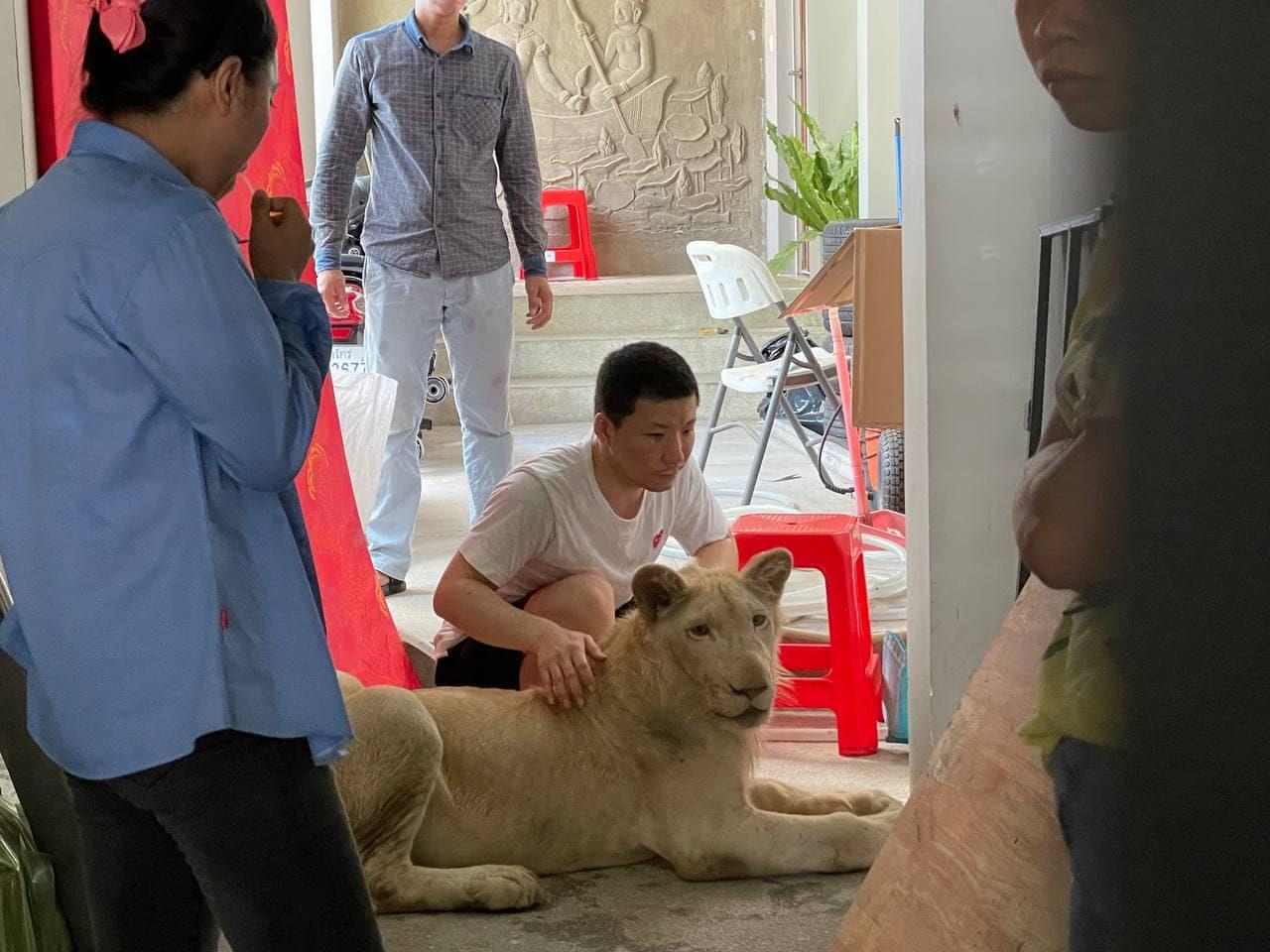 C&aacute;i kết của người Trung Quốc khoe th&uacute; cưng sư tử tr&ecirc;n TikTok - Ảnh 2.