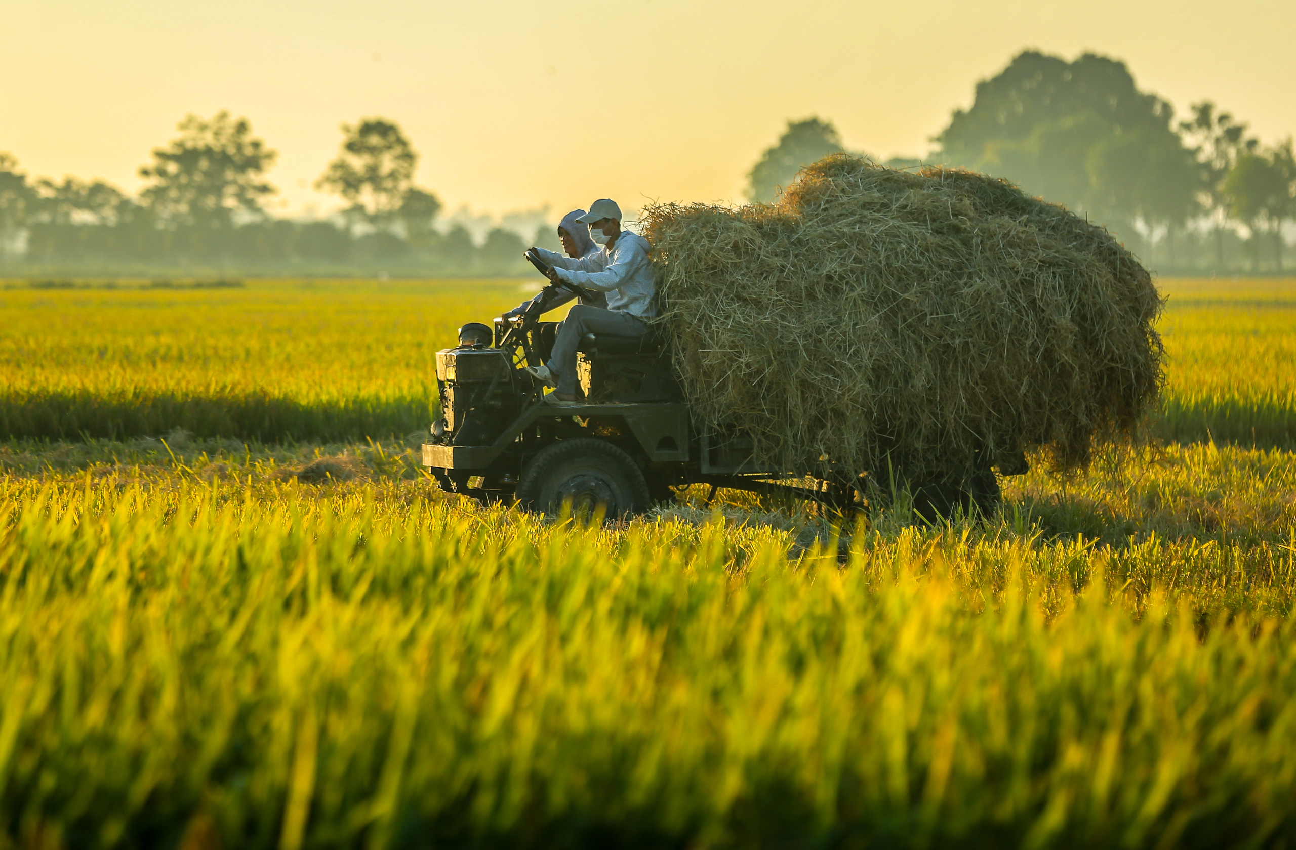 Ngỡ ngàng vẻ đẹp bình dị mùa lúa chín vùng ngoại ô Hà Nội
