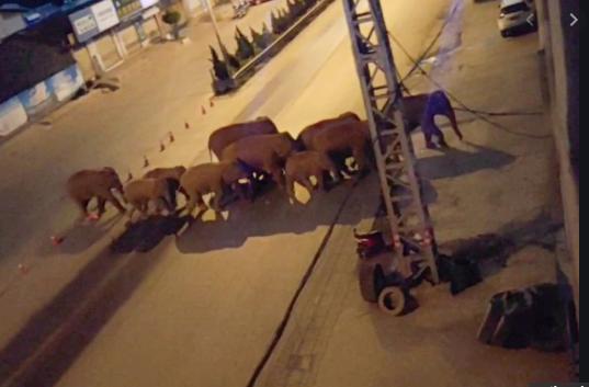 Đàn voi lang thang tàn phá và uống rượu say gây thiệt hại hơn 1 triệu USD