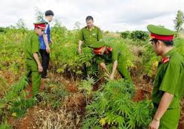 Người nước ngoài trồng 3.000 m2 cây cần sa tại bãi giữa sông Hồng