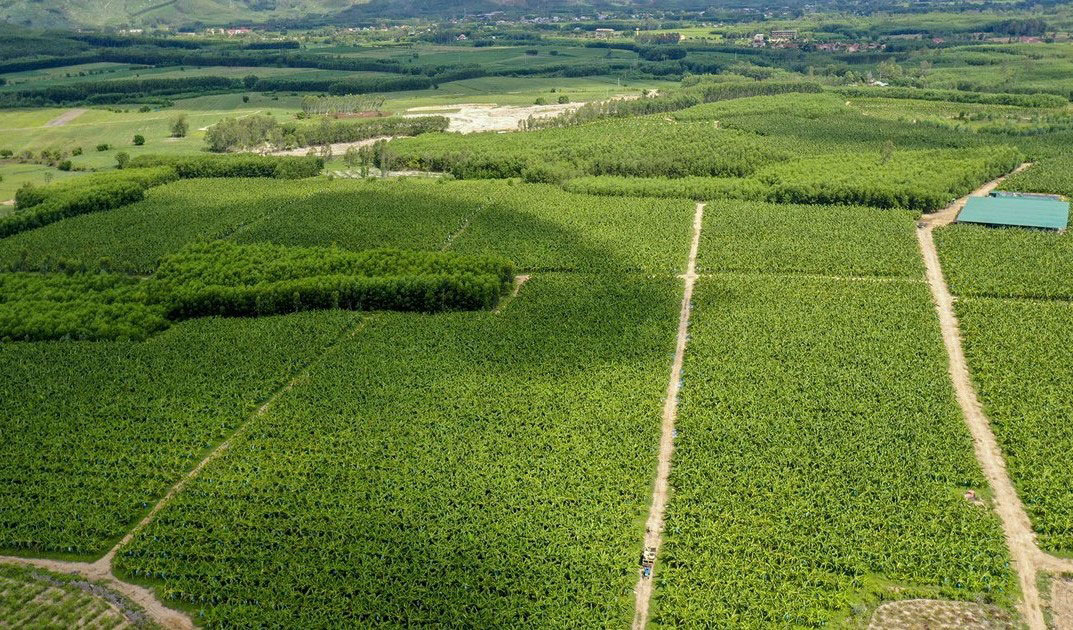 Chuối Nam Mỹ bén duyên vùng đất cát Quảng Ngãi - Ảnh 1.