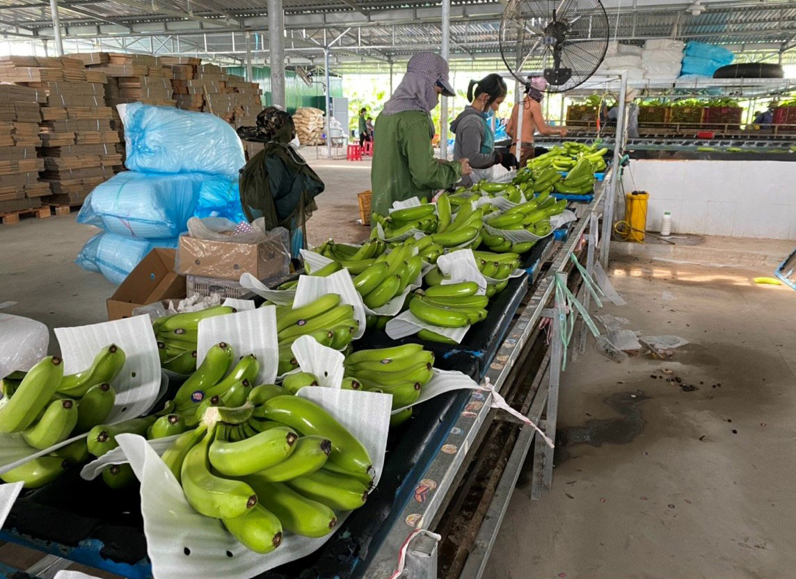 Chuối Nam Mỹ bén duyên vùng đất cát Quảng Ngãi - Ảnh 2.