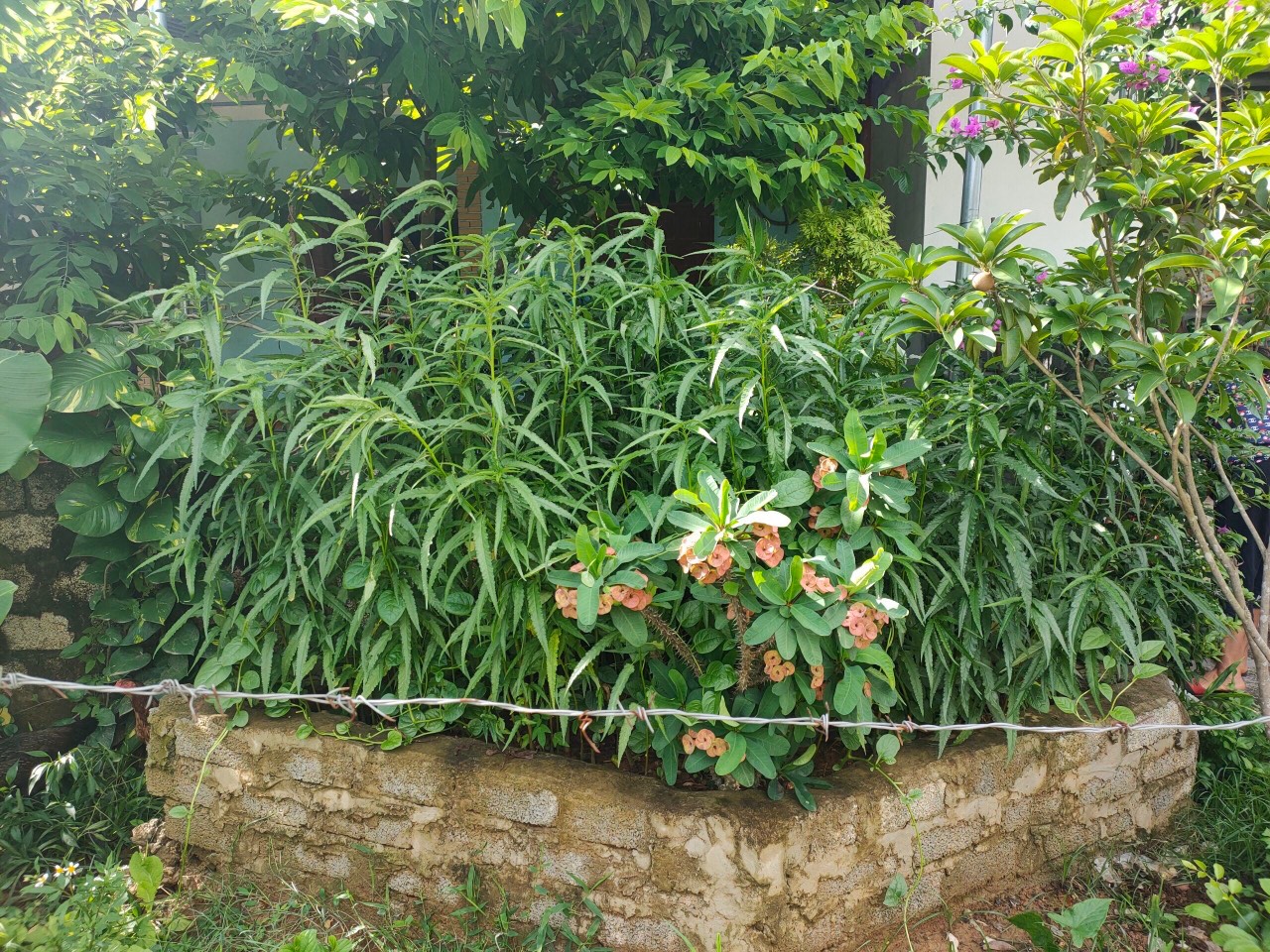 Một hộ dân trồng cả trăm cây cần sa trong vườn nhà