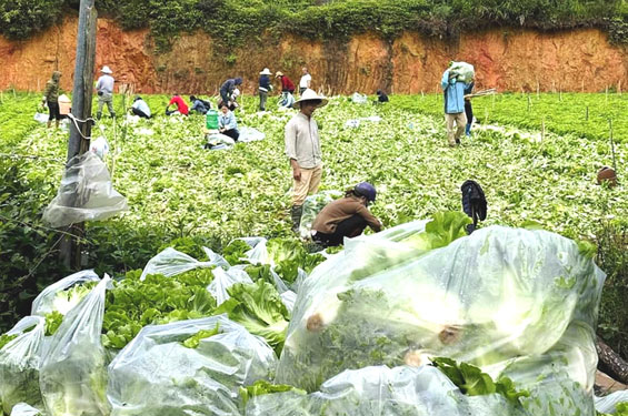 Chuyện đẹp Bầu bí thương nhau (*): Cọng rau, củ quả thơm thảo nghĩa tình - Ảnh 2.