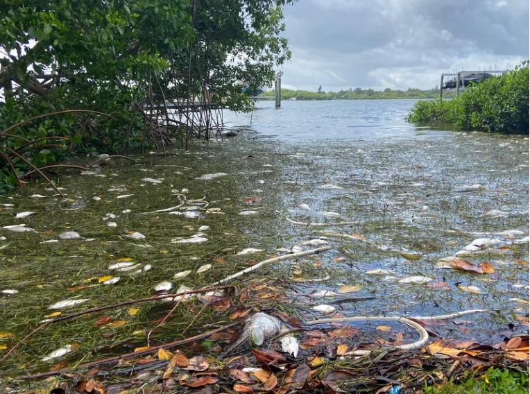 Mỹ: "Thủy triều đỏ" dữ dội làm chết 600 tấn cá ở bang Florida