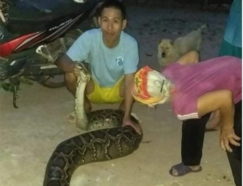Hoảng hồn thấy con trăn “khủng” nặng gần 40 kg bò vào vườn nhà bắt dê, gà