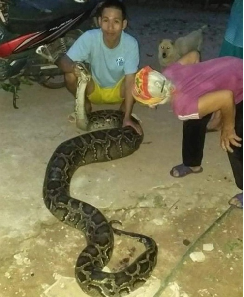 Hoảng hồn thấy con trăn &ldquo;khủng&rdquo; nặng gần 40 kg b&ograve; v&agrave;o vườn nh&agrave; bắt d&ecirc;, g&agrave; - Ảnh 1.