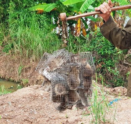 Theo chân sư phụ bẫy chuột đồng - Ảnh 2.