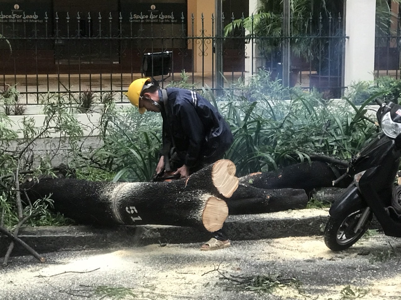 TP HCM: Mưa to kèm giông lốc, nhiều cây xanh ngã đổ - Ảnh 4.