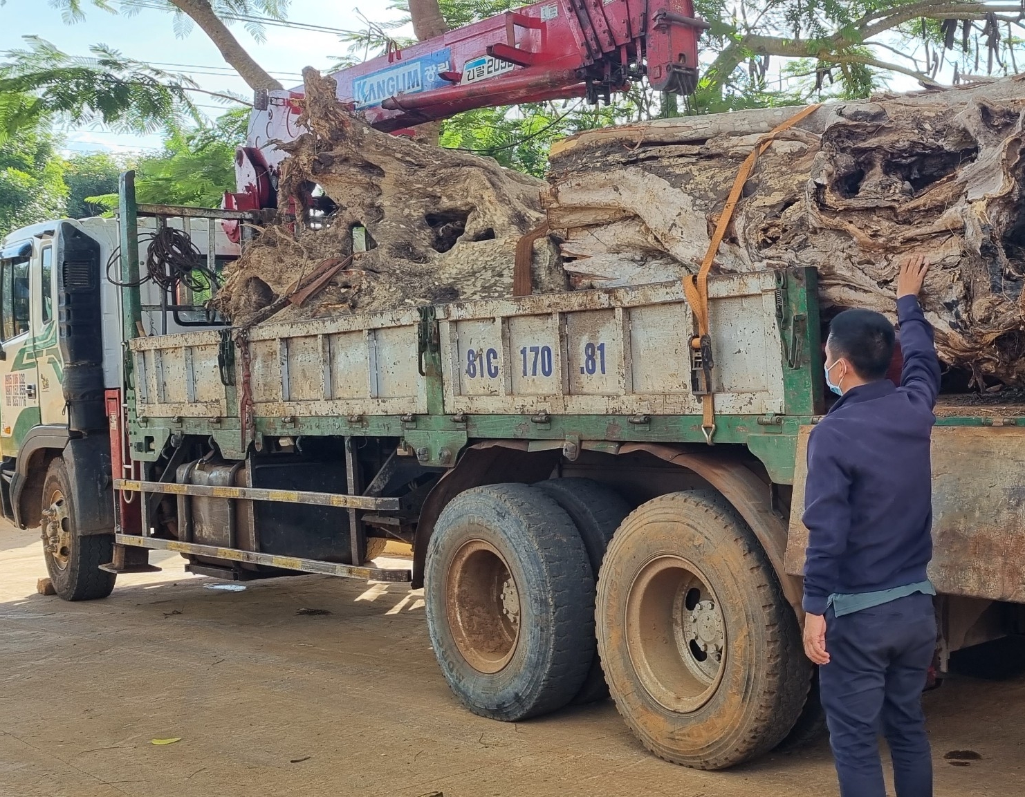 Lòng vòng xử lý gỗ lậu khai thác trái phép