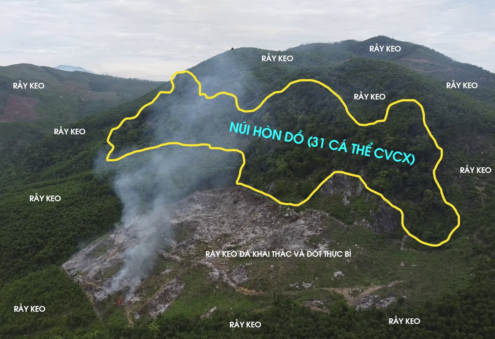 Ngắm đ&agrave;n voọc qu&yacute; hiếm m&agrave; Quảng Nam mua rừng của người d&acirc;n để bảo vệ - Ảnh 7.