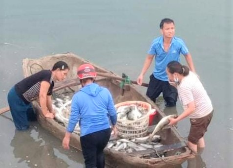Hàng chục tấn cá lồng chết bất thường ở Thanh Hóa