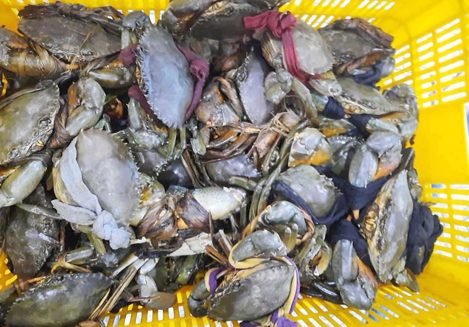 Thủy sản khó tiêu thụ, giá tôm, cua ở miền Tây đi xuống