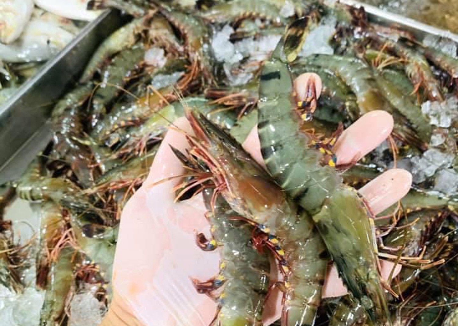 Thủy sản kh&oacute; ti&ecirc;u thụ, gi&aacute; t&ocirc;m, cua ở miền T&acirc;y đi xuống - Ảnh 1.