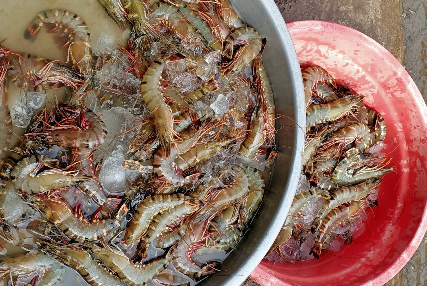 Thủy sản kh&oacute; ti&ecirc;u thụ, gi&aacute; t&ocirc;m, cua ở miền T&acirc;y đi xuống - Ảnh 2.