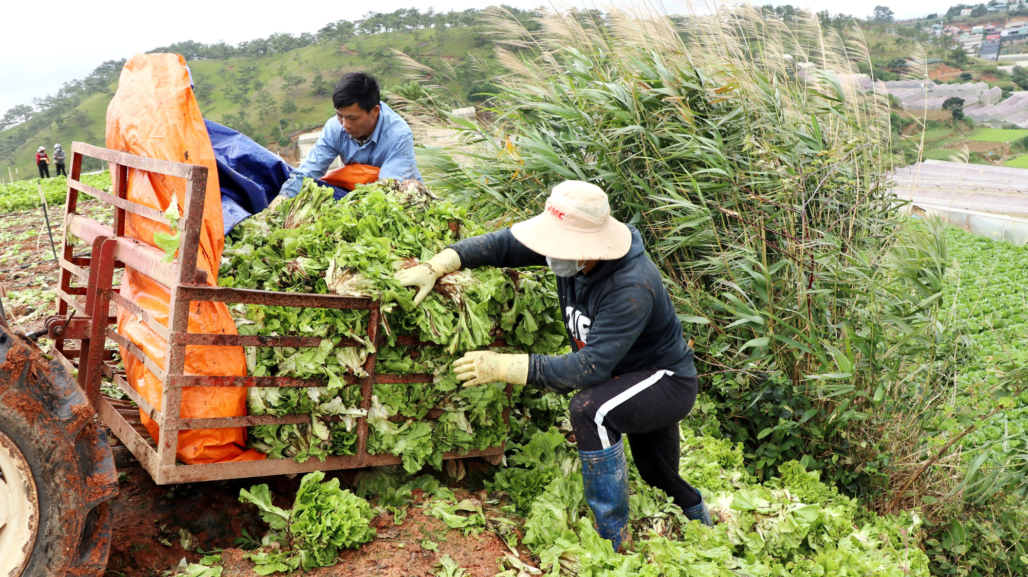 X&oacute;t xa n&ocirc;ng d&acirc;n Đ&agrave; Lạt nhổ bỏ h&agrave;ng chục tấn rau, hoa v&igrave; kh&ocirc;ng b&aacute;n được - Ảnh 5.