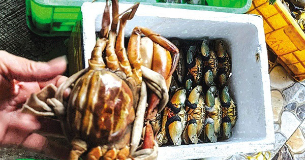 Cua biển Kiên Giang, sầu riêng Đắk Lắk lại rớt giá