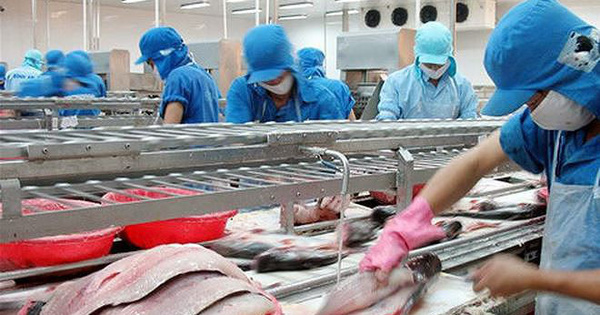 Đại gia cá tra kêu cứu vì lệnh dừng "3 tại chỗ"
