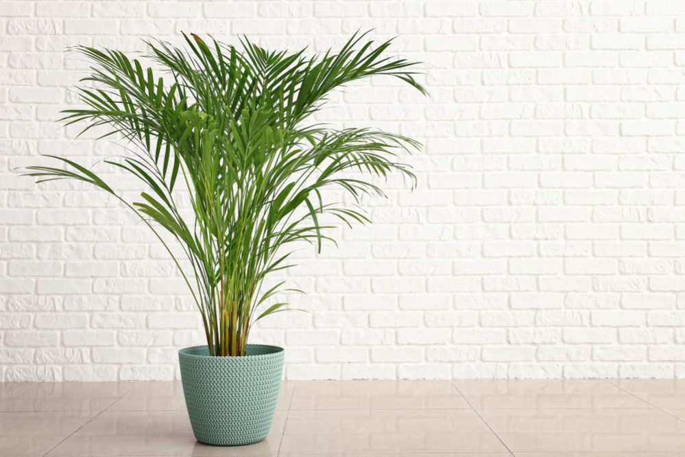 10 loại cây giúp làm sạch không khí cho ngôi nhà bạn - Ảnh 2. 10 loại cây giúp làm sạch không khí cho ngôi nhà bạn - Ảnh 2.