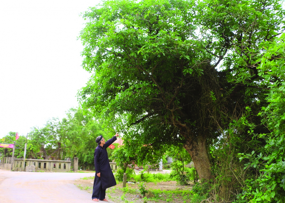 Thăm rừng lộc vừng hơn trăm năm tuổi