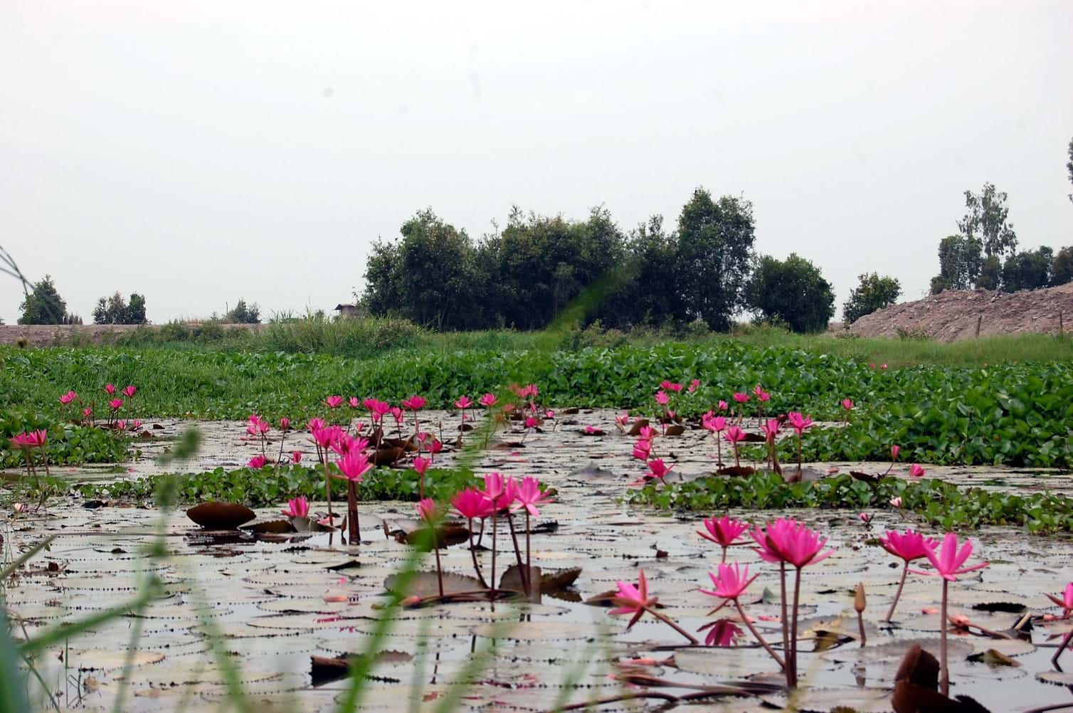 Biến tấu nồi mắm kho với xác mắm rươi: ngọt thơm “động trời” - Ảnh 3.