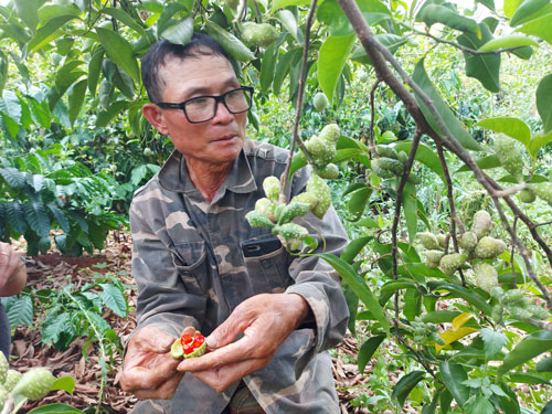 Hy vọng đổi đời nhờ cây dổi