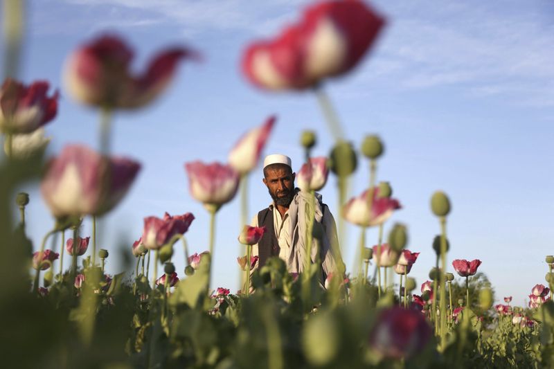 Taliban si&ecirc;u gi&agrave;u kiếm tiền ở đ&acirc;u? - Ảnh 1.
