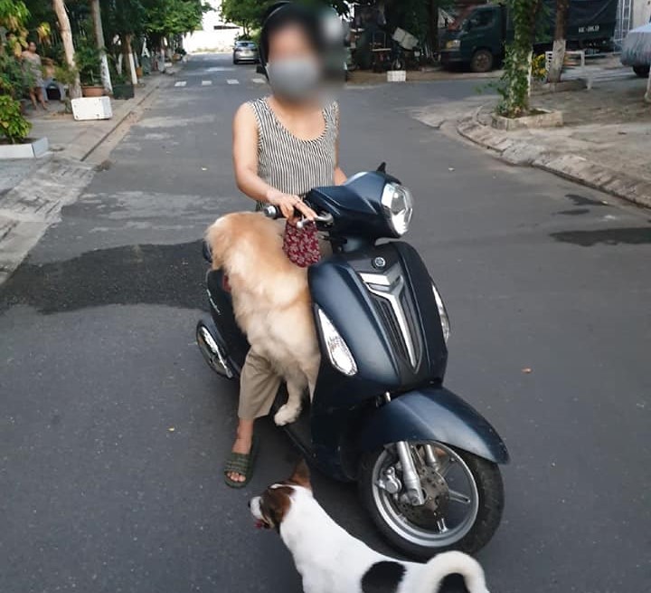 Đà Nẵng: Dắt chó đi dạo khi đang “ai ở đâu thì ở đó", nhiều người bị đề xuất xử phạt