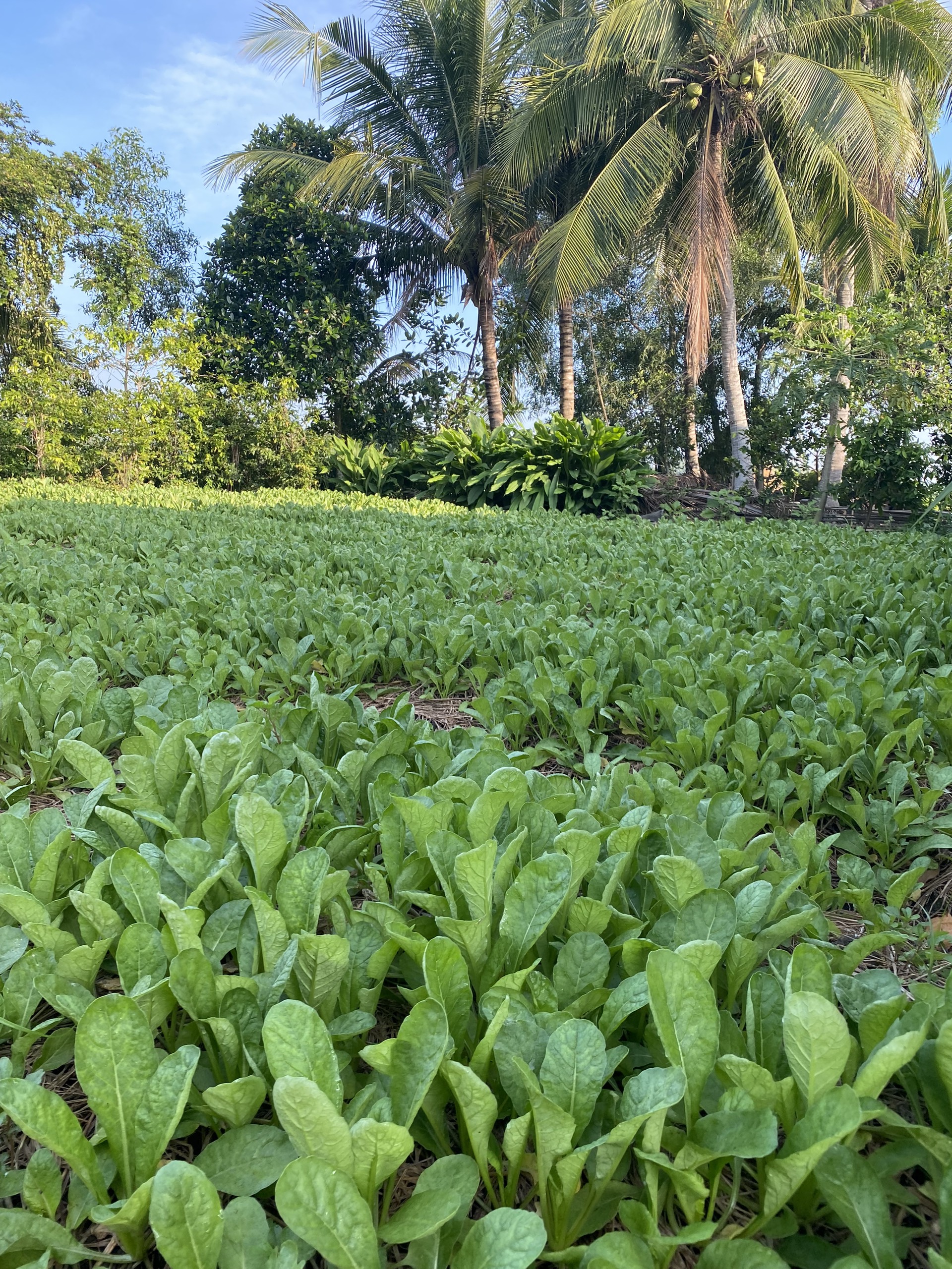 “Alo! Ngày mai có rau để bán cho người dân không?” - Ảnh 7.