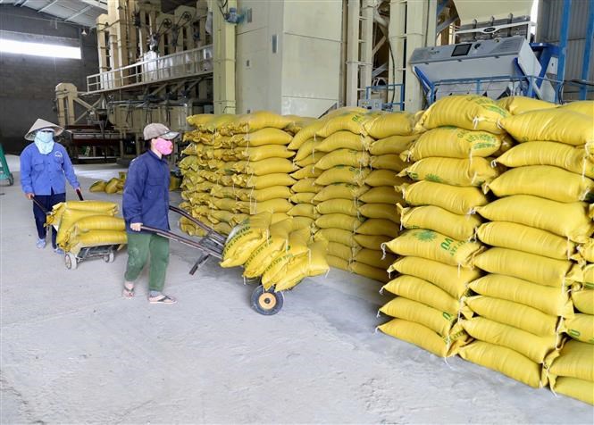 Đẩy mạnh thu mua lúa gạo, xuất cấp gạo hỗ trợ người dân