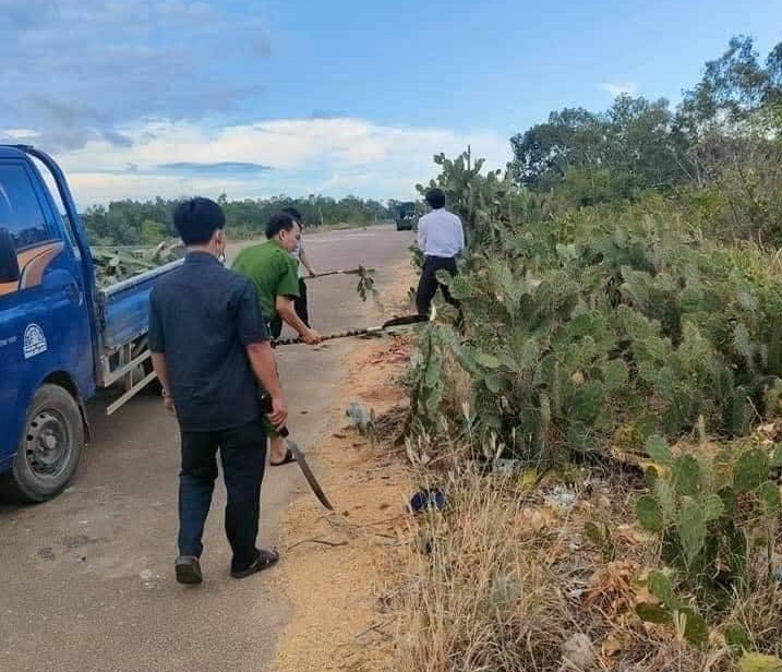 Bất ngờ với h&agrave;ng r&agrave;o chống dịch bằng xương rồng &ldquo;c&oacute; một kh&ocirc;ng hai&rdquo; ở B&igrave;nh Định - Ảnh 1.