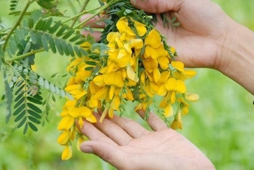 Cá linh, cá của hồn quê... - Ảnh 2.