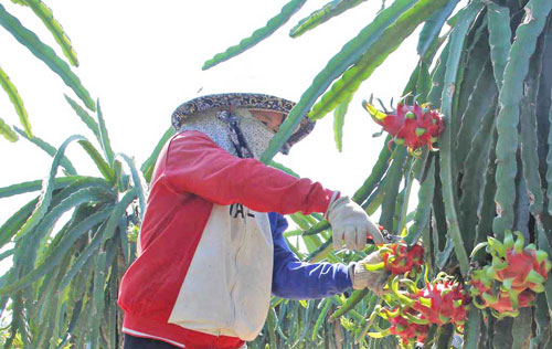 Long An hỗ trợ tiêu thụ 15.000 tấn thanh long