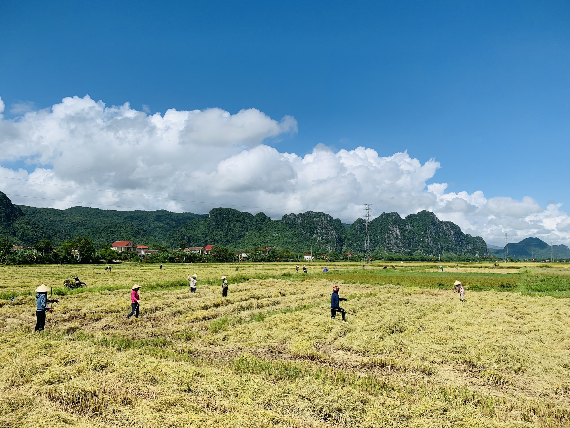 Biệt đội áo xanh tình nguyện gặt lúa giúp dân vùng giãn cách - Ảnh 1.