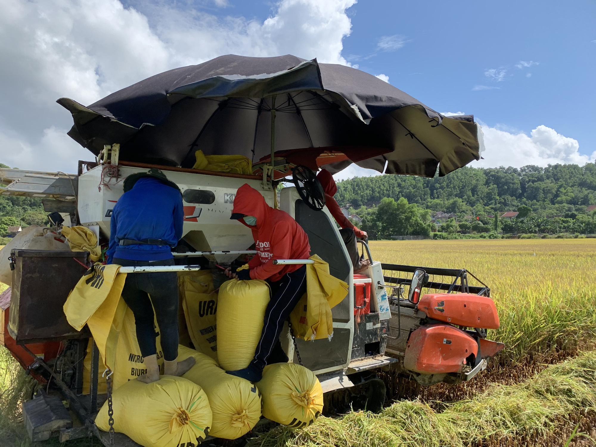 Biệt đội "áo xanh tình nguyện" gặt lúa giúp dân vùng giãn cách