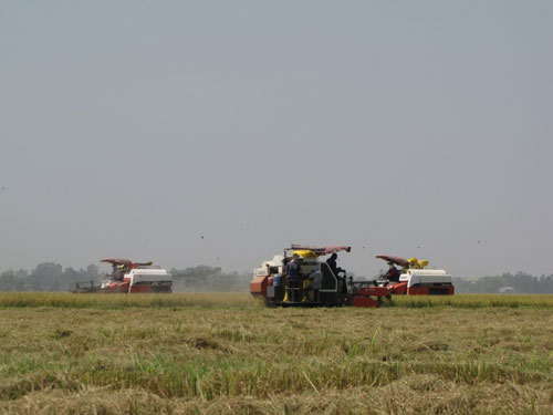 Các tỉnh giúp nhau thu hoạch lúa