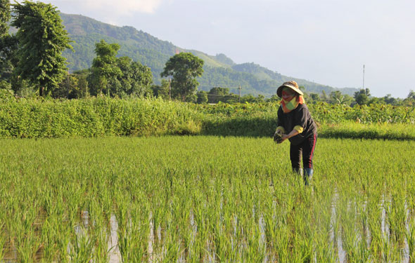 Những vùng đất hồi sinh sau bão lũ (*): Tà Rùng rũ bùn đứng lên! - Ảnh 2.